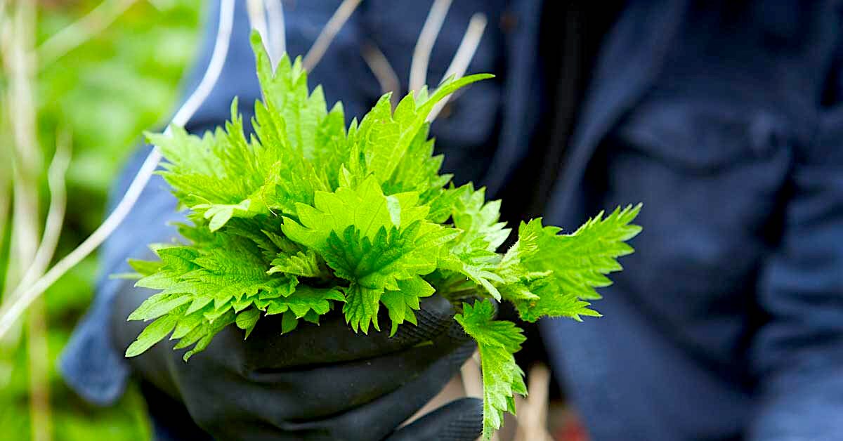 Prepper foraging tips: 6 Wild lettuce lookalikes to avoid